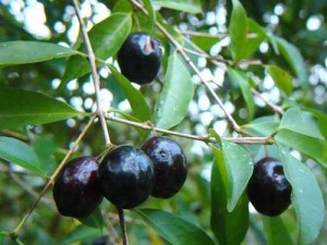 frutas mata atlântica