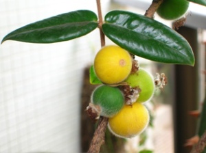 frutas mata atlântica