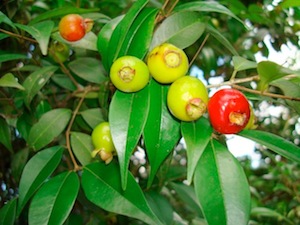 frutas mata atlântica