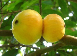 frutas mata atlântica