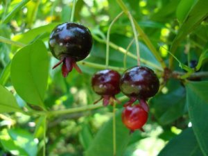 frutas mata atlântica