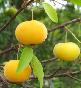 frutas mata atlântica