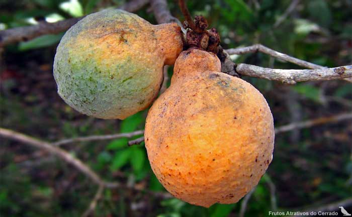 10 Frutas típicas do cerrado - ABRAFRUTAS