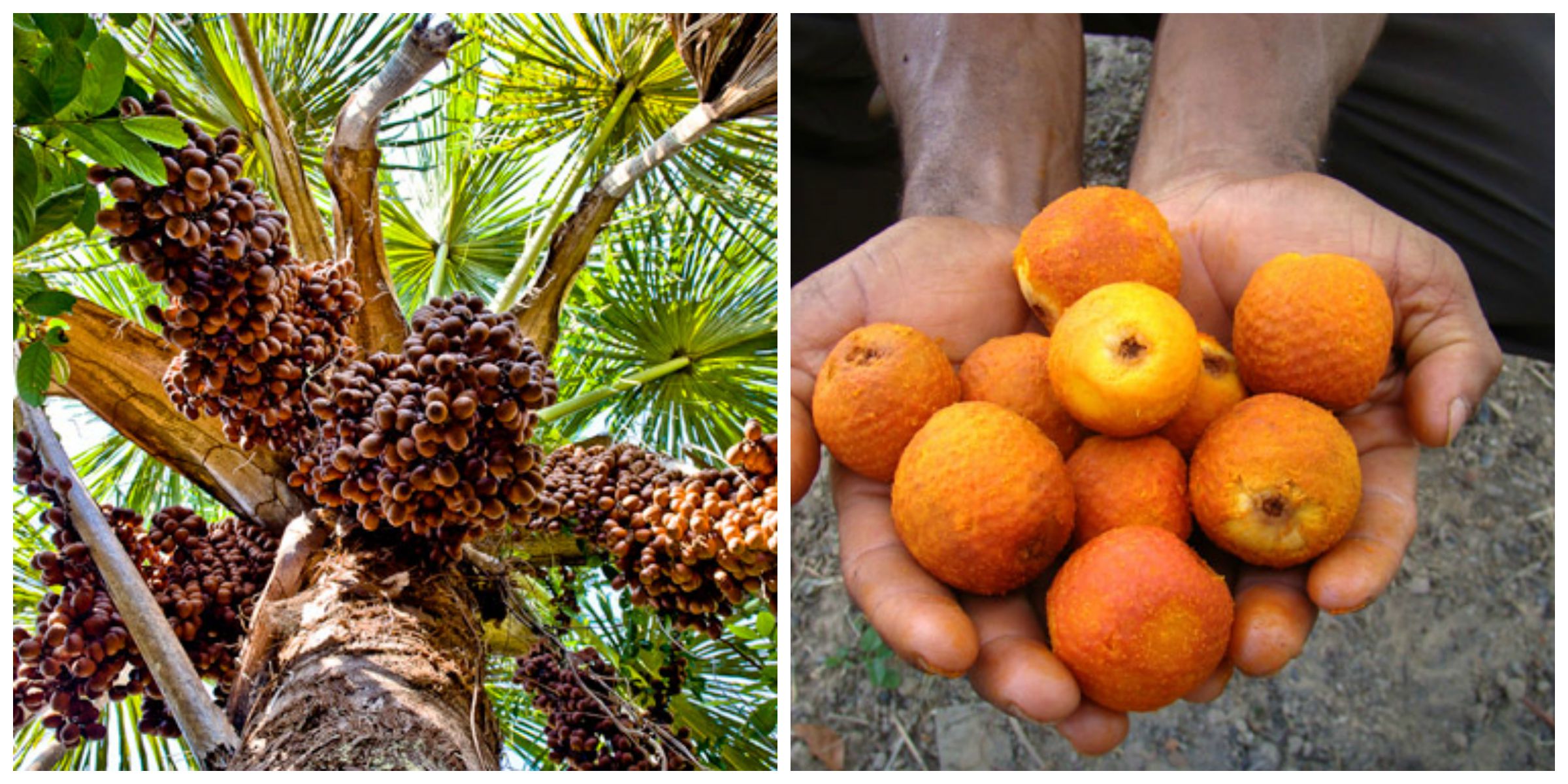 Featured image of post Frutas Pretas Do Cerrado Abaixo cardim lista dez frutas nativas dos biomas amea ados cerrado e mata atl ntica que poderiam entrar para o card pio e jardins dos brasileiros