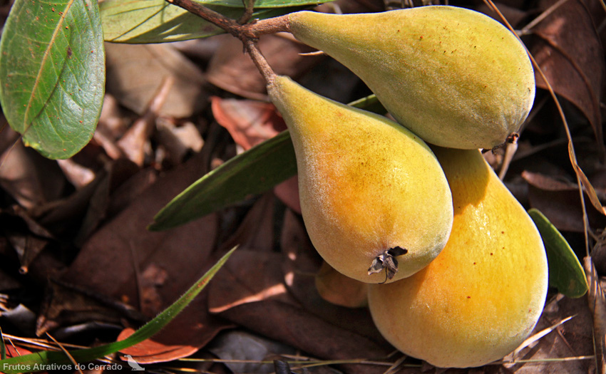 Saiba qual é a fruta típica do Cerrado que diminui risco de câncer e  fortalece economia de povos tradicionais, Mato Grosso do Sul